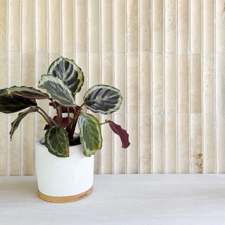 Serene 12.6x12" Limestone Fluted Natural Stone Mosaic | 2 options