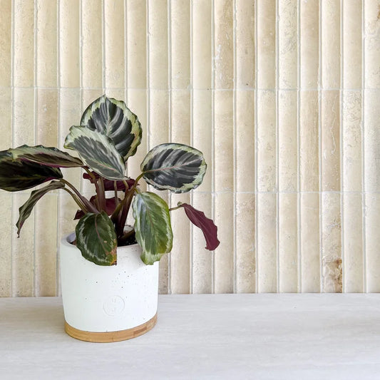 Serene 12.6x12" Limestone Fluted Natural Stone Mosaic | 2 options